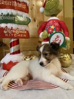 Shetland Sheepdog Puppies for sale in Angola, IN 46703, USA. price: NA