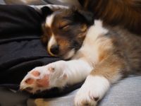Shetland Sheepdog Puppies for sale in Maryland City, MD, USA. price: NA