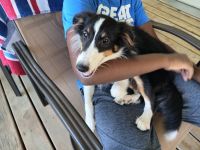 Shetland Sheepdog Puppies for sale in 278 340th St, Fertile, IA 50434, USA. price: $200