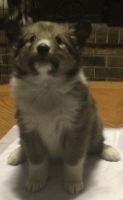 Shetland Sheepdog Puppies for sale in Fort Smith, AR, USA. price: $2,200