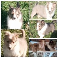 Shetland Sheepdog Puppies for sale in Wyanet, IL 61379, USA. price: $1,000