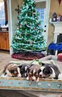 Shetland Sheepdog Puppies for sale in Loganville, GA 30052, USA. price: $1,000