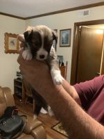 Shetland Sheepdog Puppies for sale in Jacksonville, FL, USA. price: $1,000