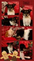 Shetland Sheepdog Puppies for sale in Claremore, Oklahoma. price: $800