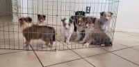 Shetland Sheepdog Puppies for sale in Rio Rico, Arizona. price: $900
