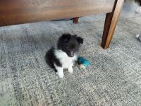 Shetland Sheepdog Puppies for sale in Westford, Vermont. price: $1,300