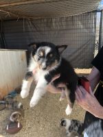 Shetland Sheepdog Puppies for sale in Wellston, Oklahoma. price: $500