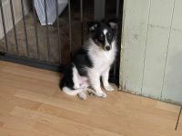 Shetland Sheepdog Puppies for sale in Hot Springs, Arkansas. price: $800