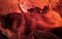 Shetland Sheepdog Puppies for sale in Bunker Hill, West Virginia. price: $800