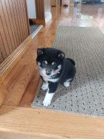 Shiba Inu Puppies for sale in Grabill, IN 46741, USA. price: NA