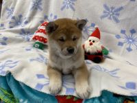 Shiba Inu Puppies for sale in Phillipsburg, NJ 08865, USA. price: NA