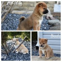 Shiba Inu Puppies for sale in Rochester, IN 46975, USA. price: NA