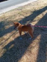 Shiba Inu Puppies for sale in Colorado Springs, CO 80922, USA. price: NA