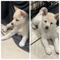 Shiba Inu Puppies for sale in Bergenfield, NJ 07621, USA. price: NA