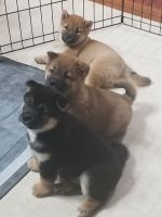 Shiba Inu Puppies for sale in Pipe Creek, TX 78063, USA. price: NA