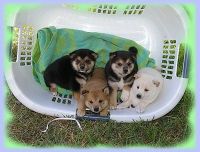 Shiba Inu Puppies for sale in Kearney, NE, USA. price: NA