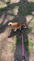 Shiba Inu Puppies for sale in 878 55th St, Brooklyn, NY 11220, USA. price: NA