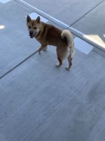 Shiba Inu Puppies for sale in Phoenix, AZ, USA. price: NA