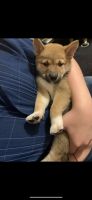 Shiba Inu Puppies for sale in Oxford, CT, USA. price: NA