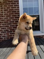 Shiba Inu Puppies for sale in Lynchburg, VA 24504, USA. price: NA
