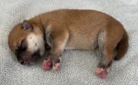 Shiba Inu Puppies for sale in Elizabeth, CO 80107, USA. price: NA