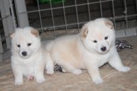 Shiba Inu Puppies for sale in 177 Marine Ln, Maynardville, TN 37807, USA. price: NA