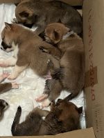 Shiba Inu Puppies for sale in Marshall, TX 75672, USA. price: NA