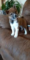 Shiba Inu Puppies for sale in Boonville, MO 65233, USA. price: NA