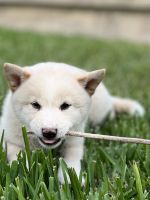 Shiba Inu Puppies for sale in San Diego, CA, USA. price: NA