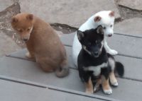 Shiba Inu Puppies for sale in Fox River Grove, IL, USA. price: NA