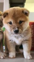 Shiba Inu Puppies for sale in Las Vegas, NV, USA. price: NA