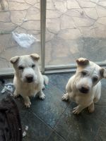 Shiba Inu Puppies for sale in Granada Hills, Los Angeles, CA, USA. price: NA