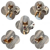 Shiba Inu Puppies for sale in Eastvale, CA, USA. price: NA