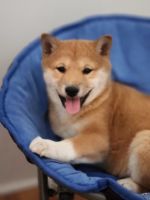 Shiba Inu Puppies for sale in 9776 TX-171, Itasca, TX 76055, USA. price: NA