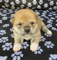 Shiba Inu Puppies for sale in Princeton, MO 64673, USA. price: $900