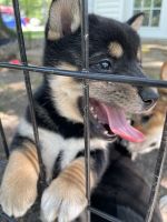 Shiba Inu Puppies for sale in Odin, IL 62870, USA. price: $600