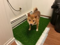 Shiba Inu Puppies for sale in Windsor, NY 13865, USA. price: NA