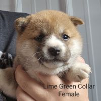 Shiba Inu Puppies for sale in Beresford, SD 57004, USA. price: $800