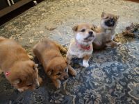 Shiba Inu Puppies for sale in Virginia Beach, VA 23456, USA. price: $800