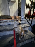 Shiba Inu Puppies for sale in 40-53 Warren St, Queens, NY 11373, USA. price: $800