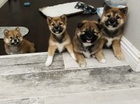 Shiba Inu Puppies for sale in Moreno Valley, CA, USA. price: $1,600
