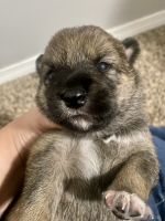Shiba Inu Puppies for sale in Springfield, MO, USA. price: $600