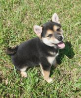 Shiba Inu Puppies for sale in Cadet, MO 63630, USA. price: $800