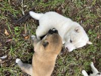 Shiba Inu Puppies for sale in Archer, FL 32618, USA. price: $1,200
