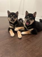 Shiba Inu Puppies for sale in Los Angeles, CA, USA. price: $1,899