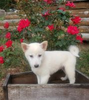 Shiba Inu Puppies for sale in Hartville, MO 65667, USA. price: NA
