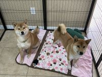 Shiba Inu Puppies for sale in Fort Worth, TX, USA. price: $3,000