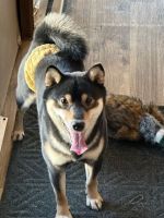 Shiba Inu Puppies for sale in Eugene, OR, USA. price: NA