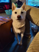 Shiba Inu Puppies for sale in Huntingtown, MD 20639, USA. price: $700