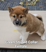 Shiba Inu Puppies for sale in Platteville, WI 53818, USA. price: $300